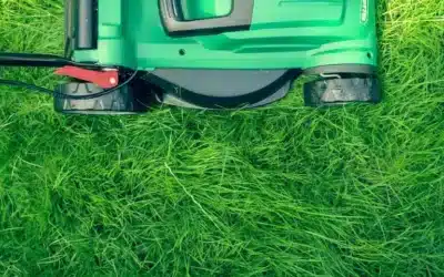 15 Common Lawn Care Mistakes to Avoid for a Healthy Lawn