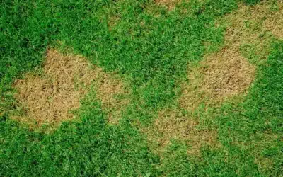How to Treat Dry Grass and Brown Spots? A Comprehensive Guide