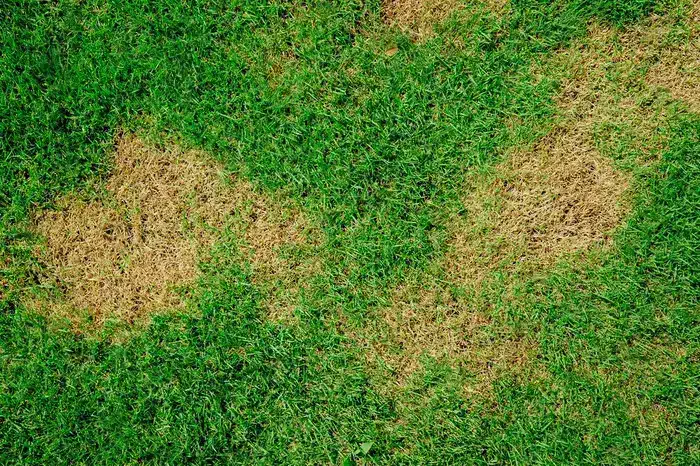 How to Treat Dry Grass and Brown Spots? A Comprehensive Guide