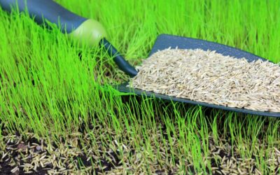 When to Plant a New Lawn with Grass Seed in Anchorage, Alaska