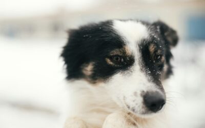 Pet-Safe Ice Melt Options for Anchorage Homeowners