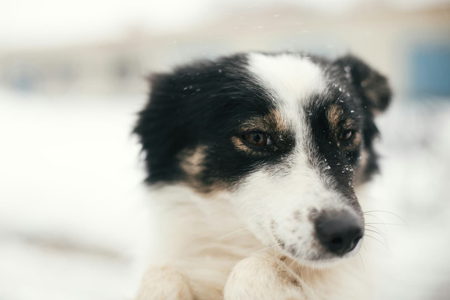 Pet-Safe Ice Melt Options for Anchorage Homeowners